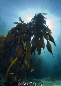 snorkelling in the kelp, Cape Town by Geoff Spiby 